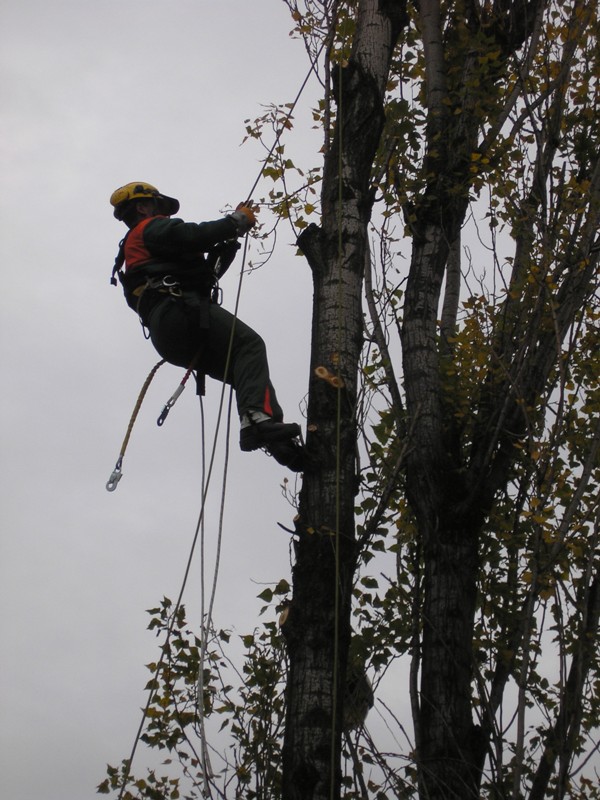 Taglio Piante (fonte foto Enel) 