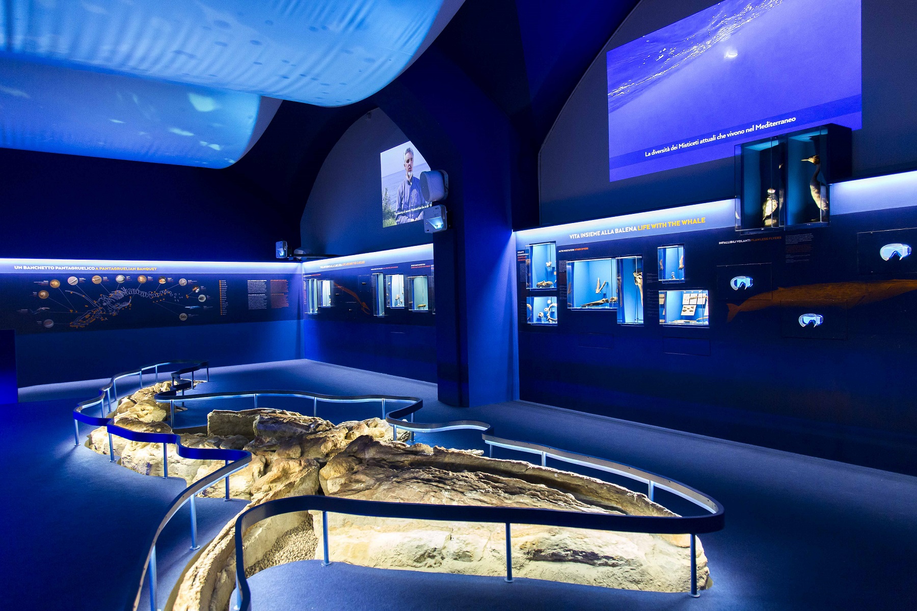 La sala della balena preistorica nel Museo di Paleontologia, dove si svolgerà la performance "Tre balene" di Roberto Latini (Fonte foto Università degli Studi di Firenze)