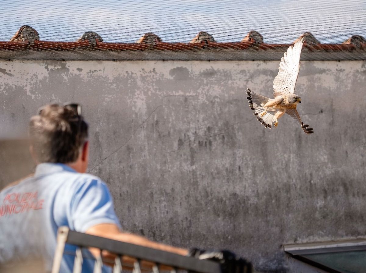 Un momento della liberazione del gheppio