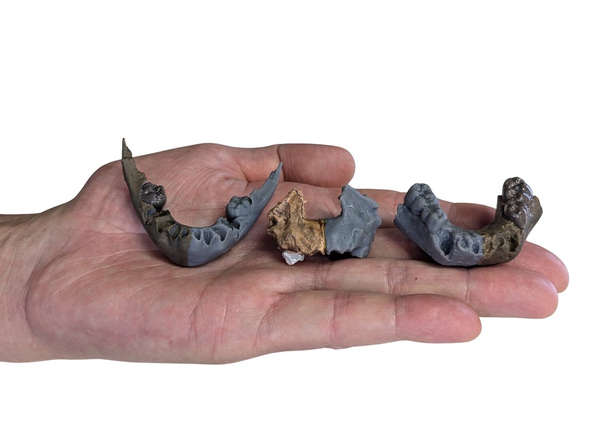 Calchi dei tre fossili di bambini. L'età stimata alla morte del più piccolo (mascella) è di circa 6 mesi