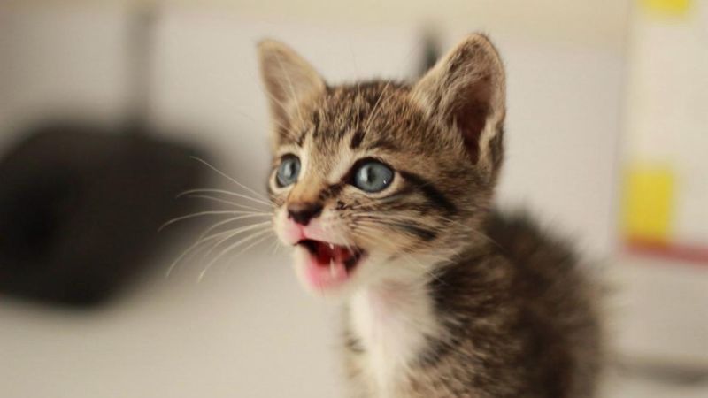 Il gattile di Empoli cerca volontari, anche Vinci si unisce all’appello