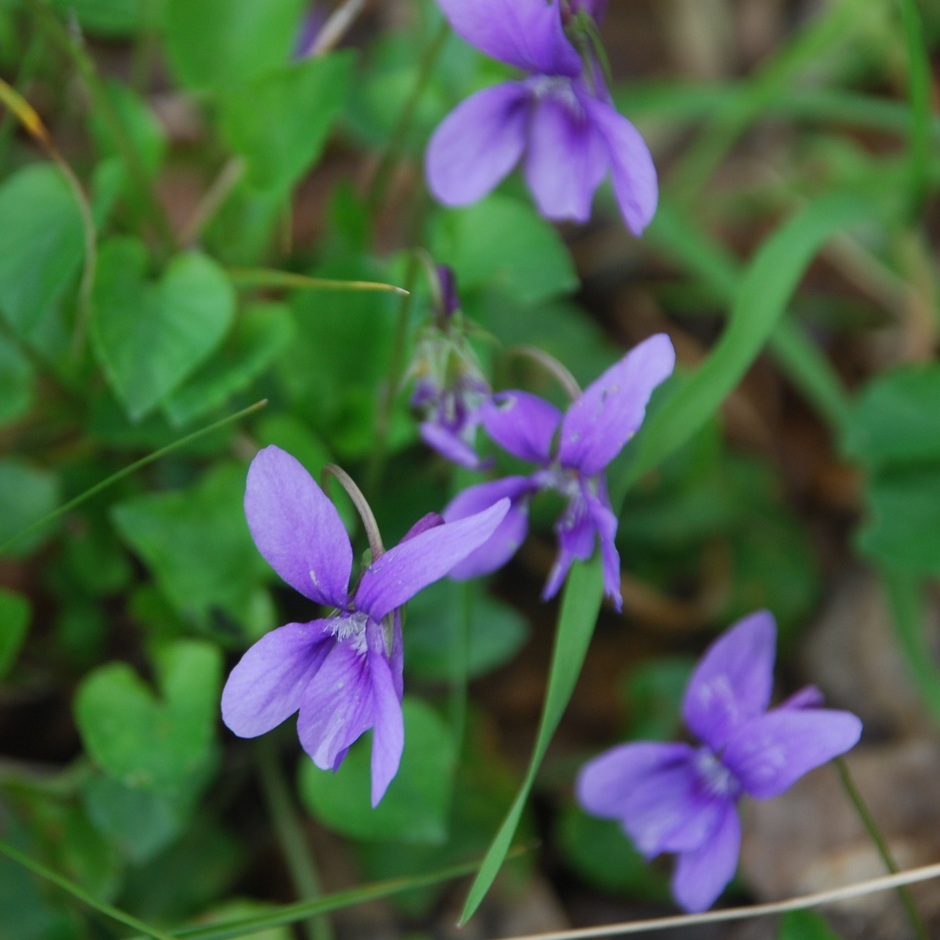 Foto Città Metropolitana di Firenze