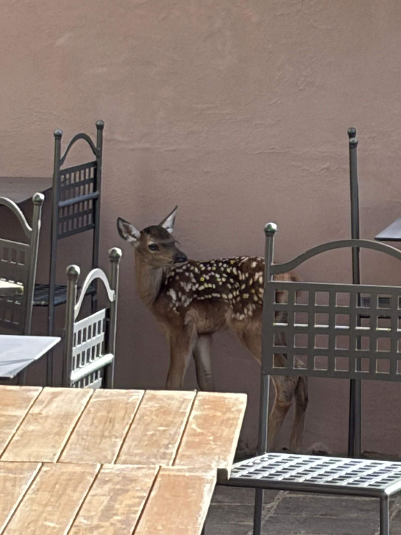 Un piccolo di cerbiatto trova rifugio nel dehors di un ristorante (Fonte foto Comune di Montemurlo)