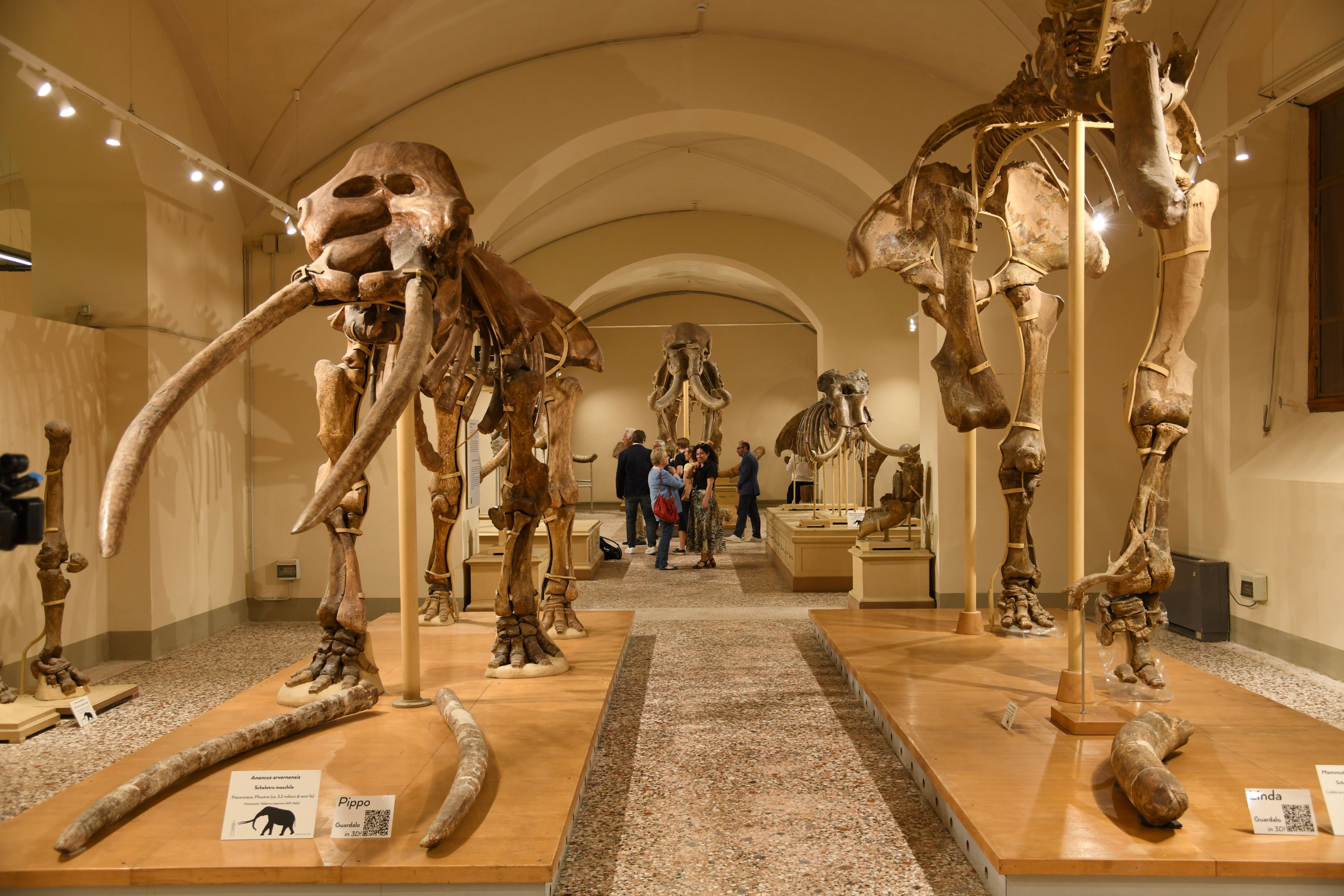 galleria dei vertebrati del Valdarno (fonte foto comunicato stampa)