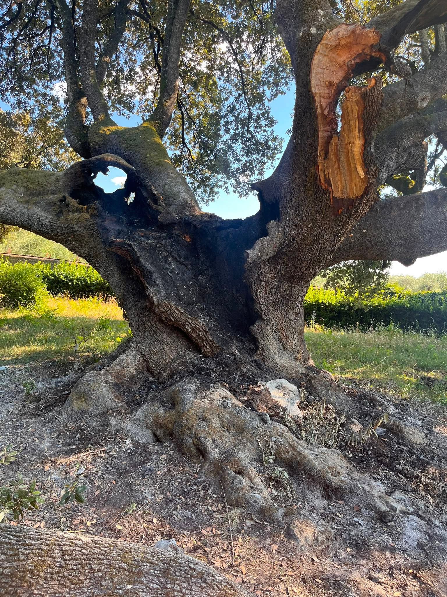 Immagine leccio di Belmonte