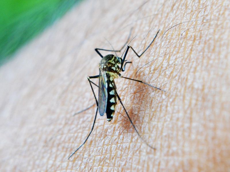 West Nile, invito dell'Ausl Toscana centro a rafforzare la prevenzione (Foto da comunicato Ausl Toscana Centro, a uso gratuito da Pixabay.com)