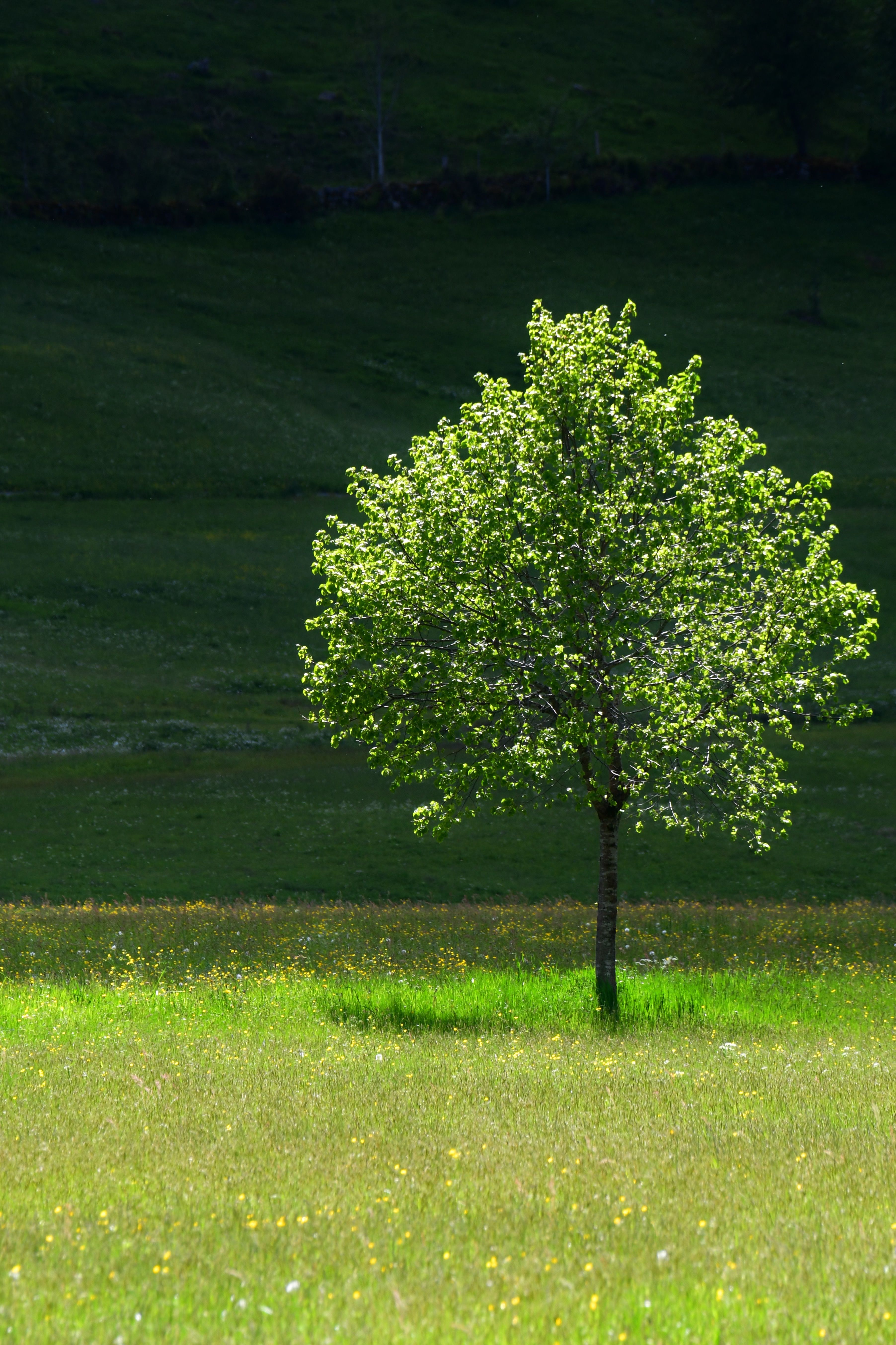 Albero