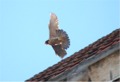 Il falco pellegrino sulla Cupola del Brunelleschi
