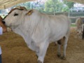 Bovino di razza Chianina all'Antica Fiera del Bestiame di Rignano