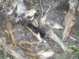 Carcasse di animali ritrovate a Vaglia