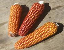 Antica cultivar di mais