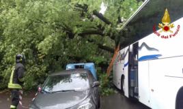Cade albero su bus turistico a Firenze