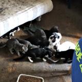 46 gatti abbandonati e chiusi in un appartamento a Firenze