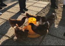 Pollaio alla Oda Farm Community