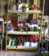 Suolo pubblico, taglio del 50% per i chioschi di fiori di Firenze
