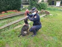 Carabinieri Forestali e veterinari uniti per gli amici a quattro zampe