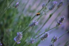 Giornata mondiale delle api, arriva il ‘miele di Firenze’ dagli apiari di San Miniato e torna la facelia nelle rotonde