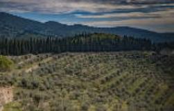 Campo della biodiversità, un bando per diventare custodi degli olivi autoctoni (Fonte foto sito web Comune di Calenzano)