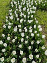 Tulipani (Fonte foto Comune di Lastra a Signa)