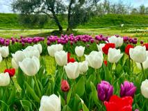 Arriva la primavera a Calenzano, inaugurato il campo dei tulipani
