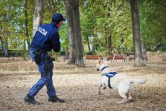 Poliziotto porta a spasso il cane a Empoli e scopre oltre due etti di cocaina nascosti su un albero