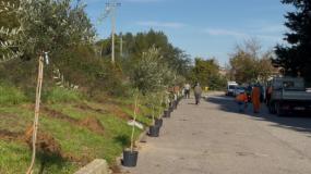 Festa dell’Albero: 20 nuovi olivi a La Massa (Fonte foto Comune di Filgine Valdarno)