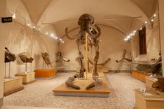 Mammuthus meridionalis, Museo di Geologia e Paleontologia (Fonte foto comunicato stampa Università degli Studi di Firenze)