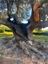 Immagine leccio di Belmonte
