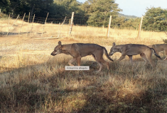 Lupi (Immagine da documento allegato - Regione Toscana)