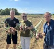 Cipolla vernina di Signa, è tempo di raccolta (Fonte foto comunicato Comune di Signa)