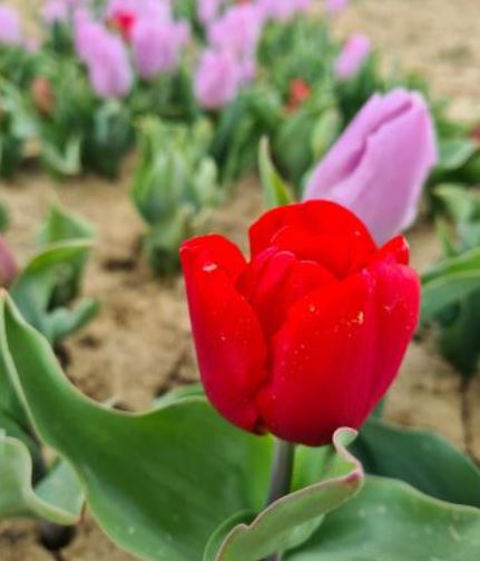 Tulipani a Scandicci