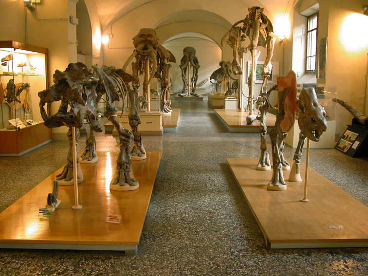 Museo di Geologia e Paleontologia (Fonte foto Università degli Studi di Firenze)