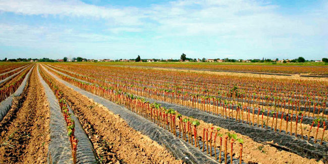 Agricoltura, campo arato (fonte immagine Regione Toscana)