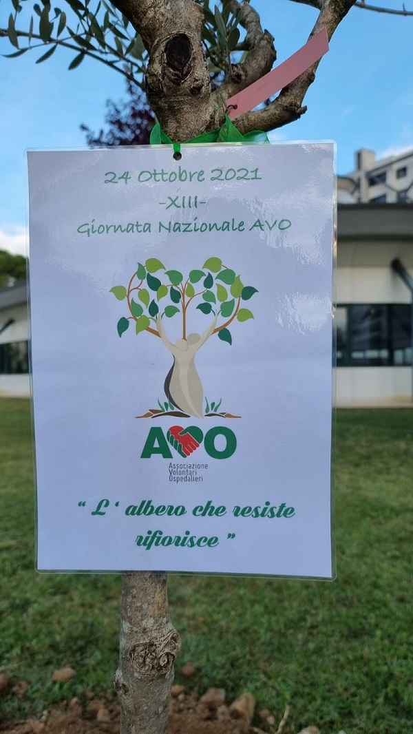 L'albero donato dall'associazione Avo Evi (Fonte foto Ausl Toscana Centro)