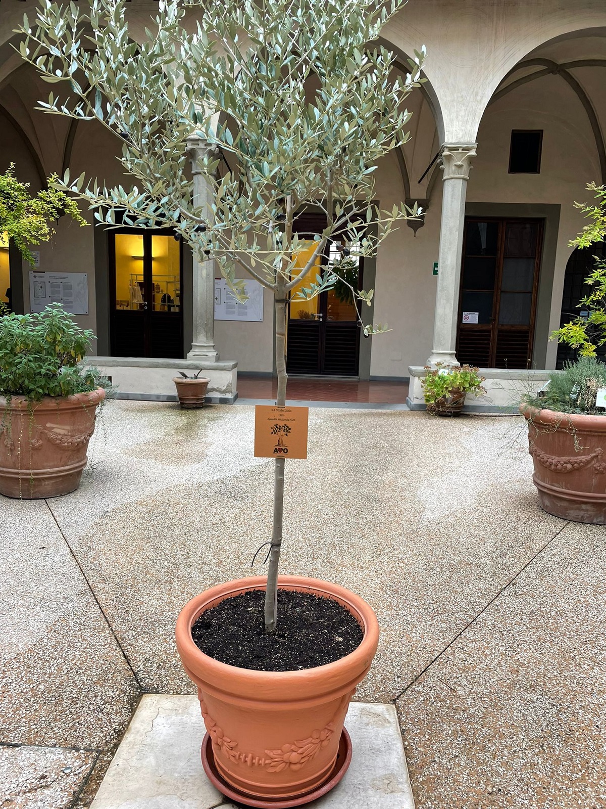 La pianta di olivo donata (Fonte foto Ausl Toscana Informa)