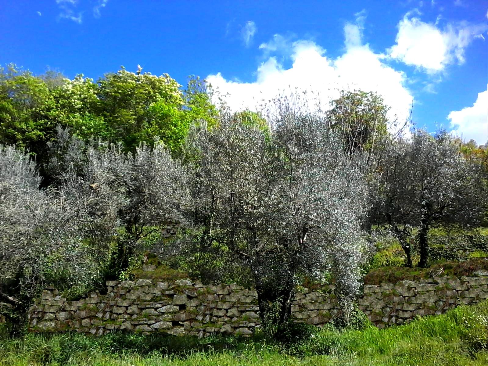 Olivi - fonte Regione Toscana