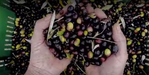 Una carta di identità per gli olivi secolari (Frame da video sito web Comune di Calenzano)