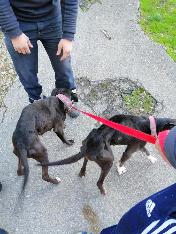 I due cani abbandonati in abitazione