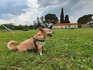 Agility dog nell’area cani del Temporary Park (Fonte foto Comune di Scandicci)
