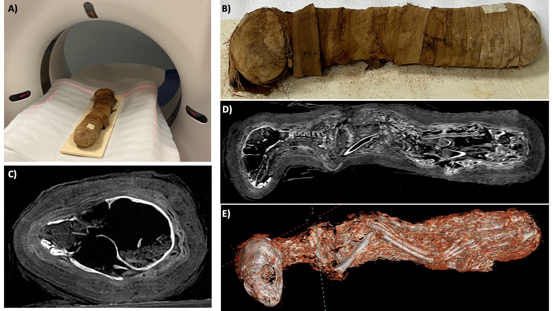Mummia di gatto sotto la TAC (Fonte foto Università degli Studi di Firenze)