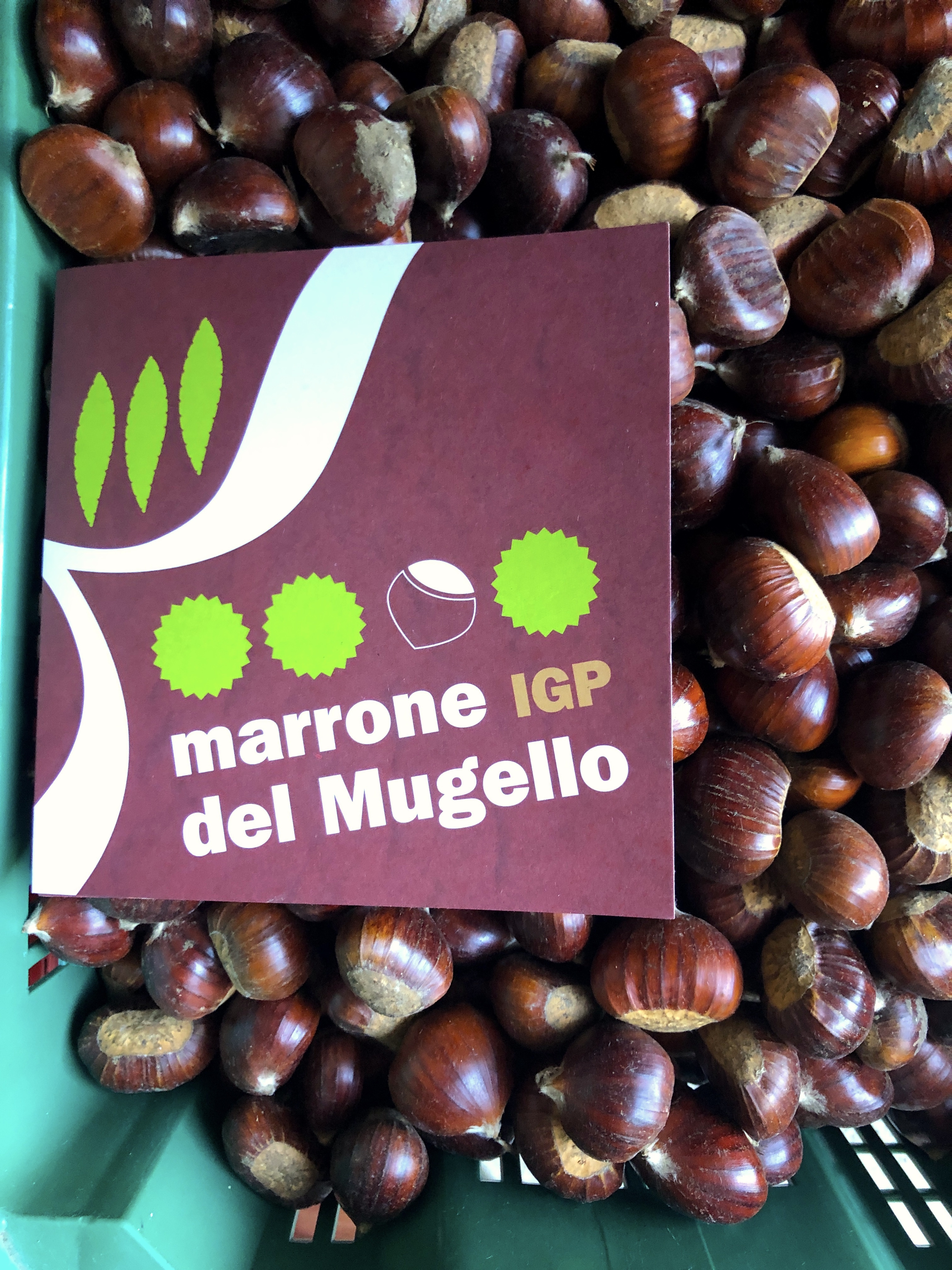Marrone del Mugello
