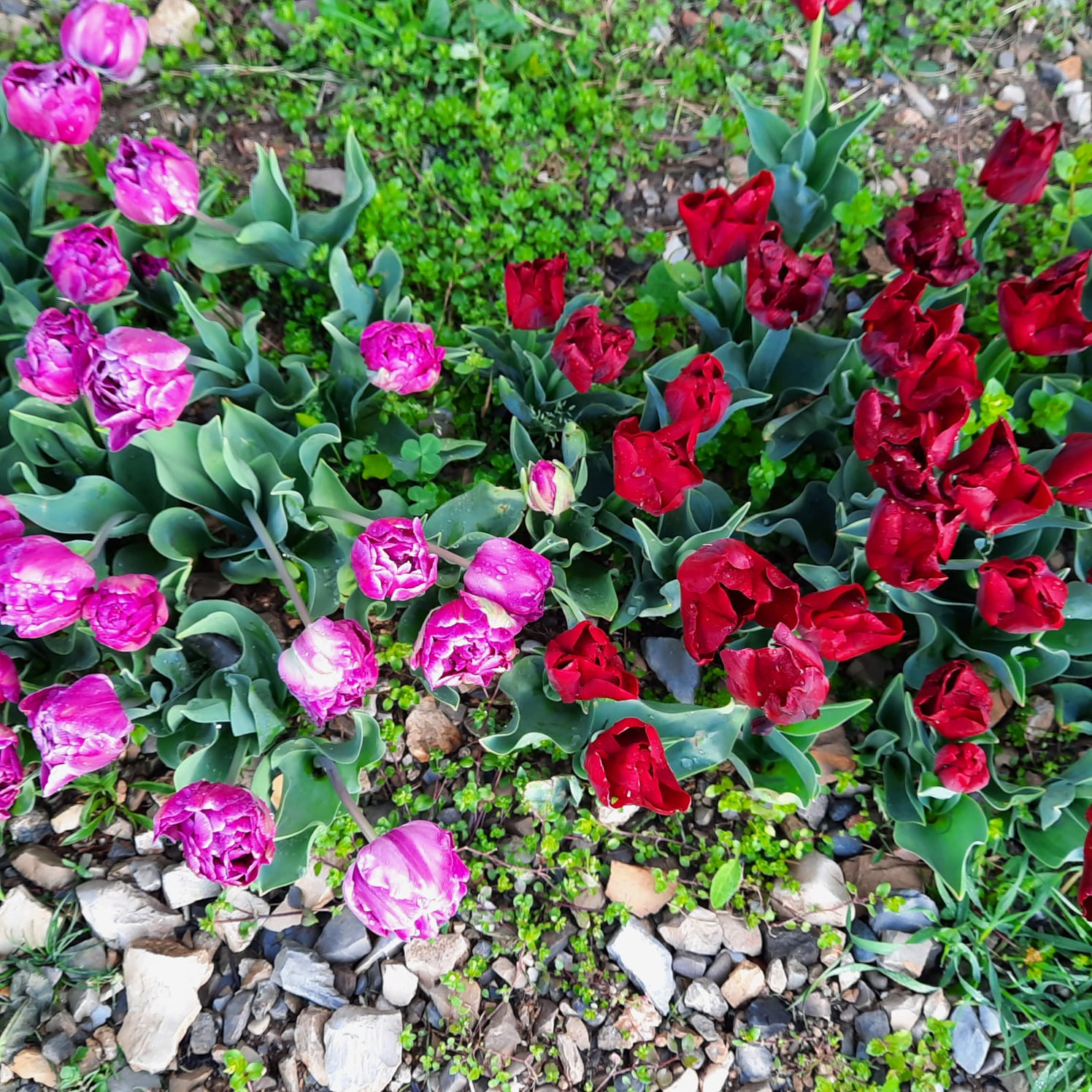 Tulipani (Fonte foto Comune di Lastra a Signa) 