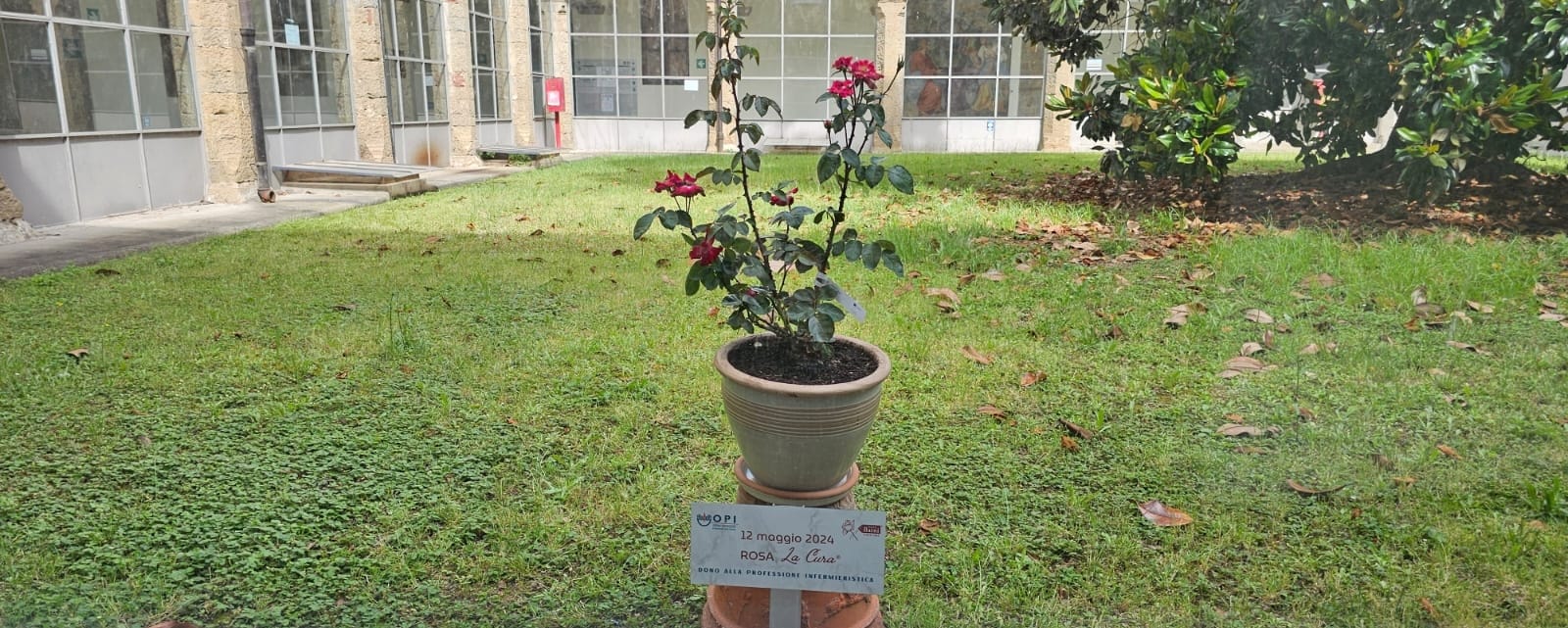 La rosa “La Cura” nel giardino della Magnolia di S. M. Nuova