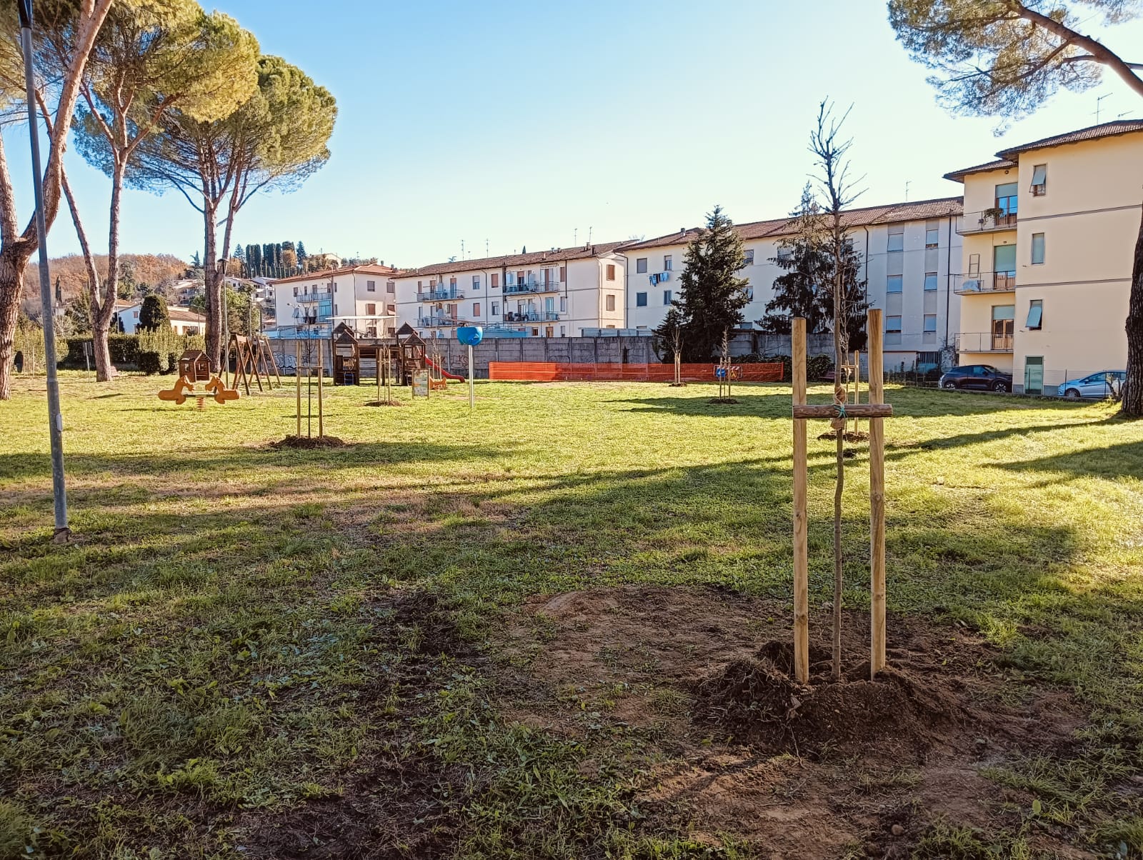 Alberi via Fiorentina (Fonte foto Comune di Certaldo)