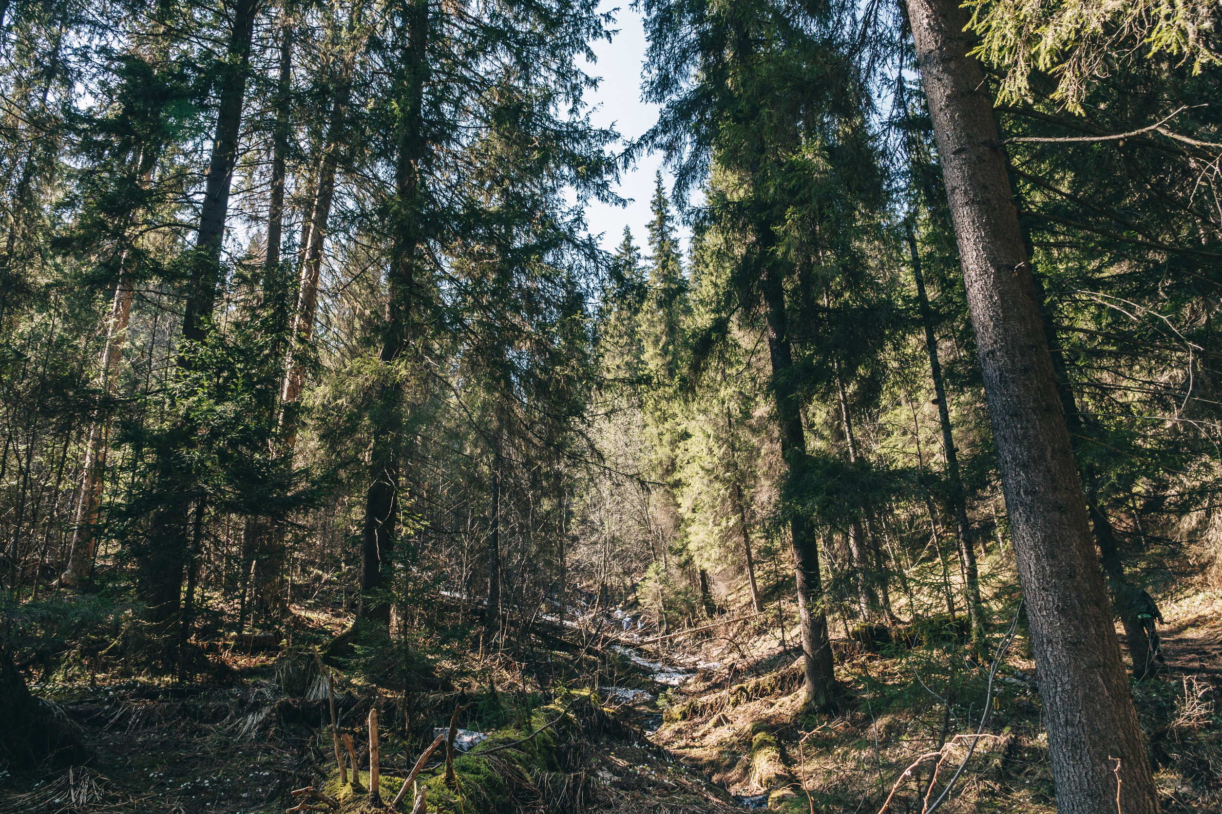 Foreste europee sotto stress, meno CO2 assorbita a causa del cambiamento climatico (Fonte foto comunicato Università degli Studi di Firenze)