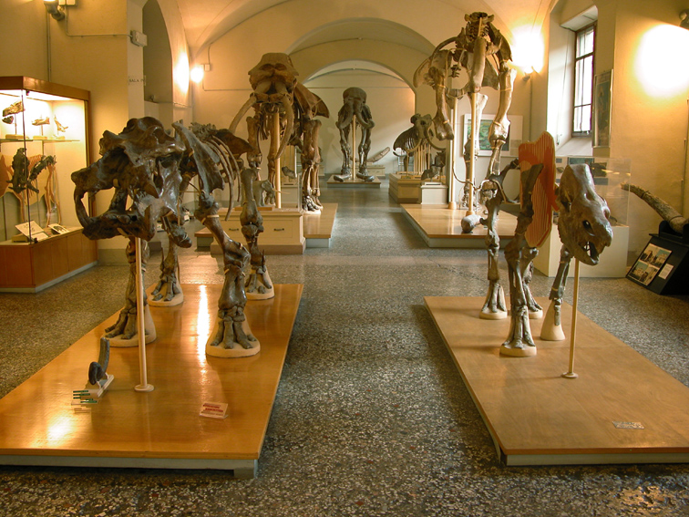 Sistema Museale dell’Università di Firenze