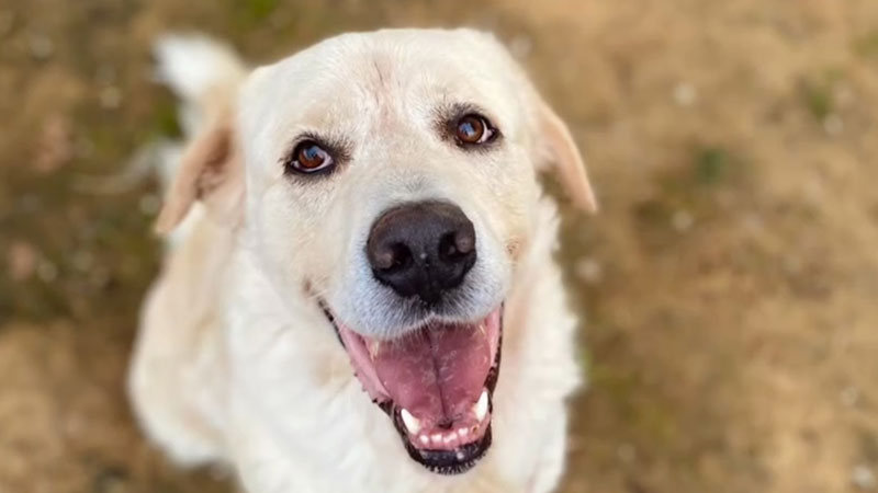 “C’è un amico che ti aspetta”, la campagna del Comune di Vinci per l’adozione di sette cani custoditi nel rifugio Hermada