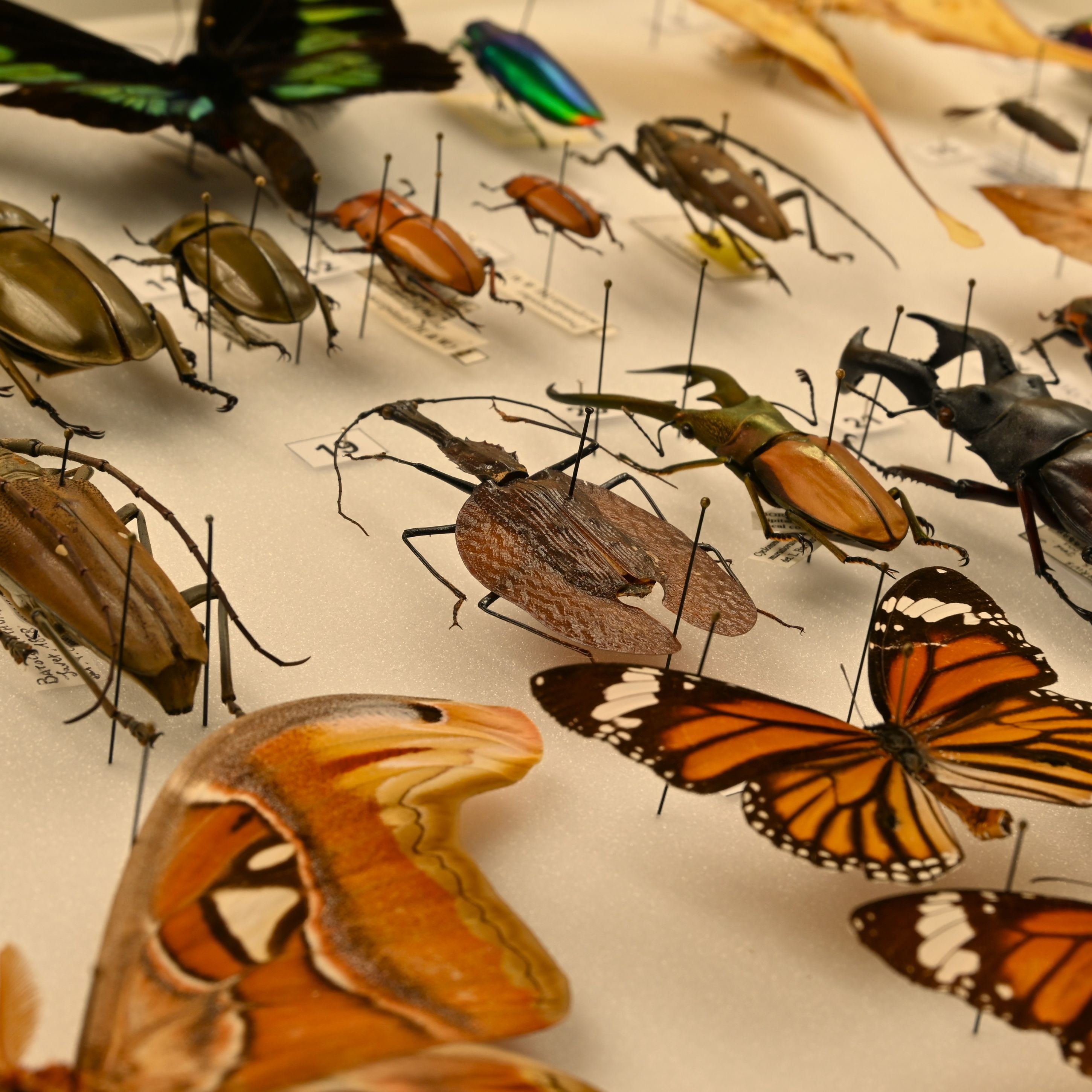 Insetti del Borneo (fonte foto comunicato stampa)