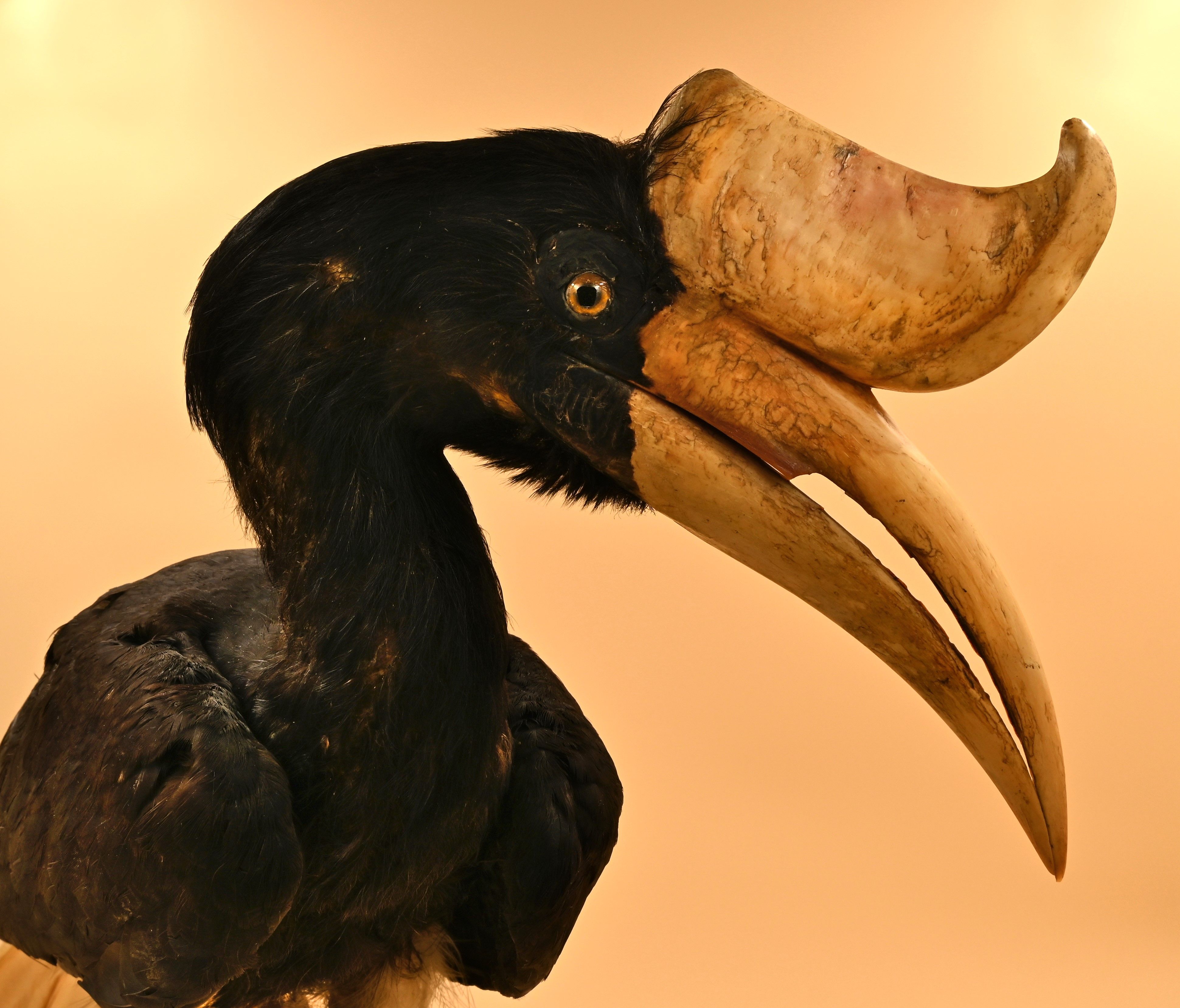 Bucero rinoceronte (fonte foto comunicato stampa)