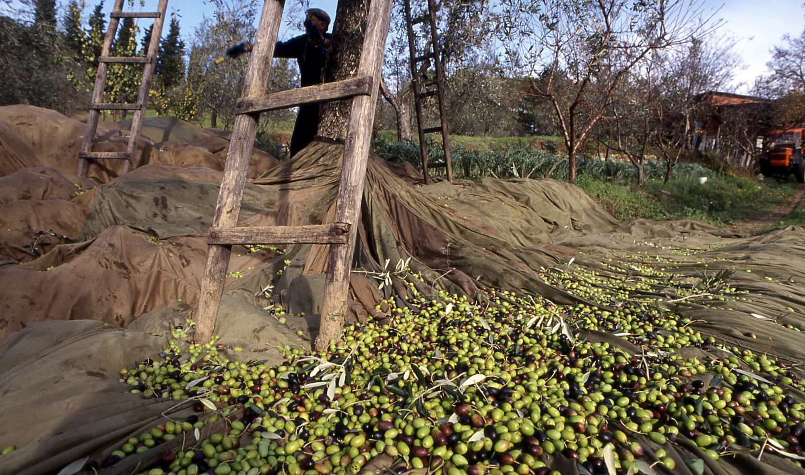 si.evo festival dell'olio della Valdisieve